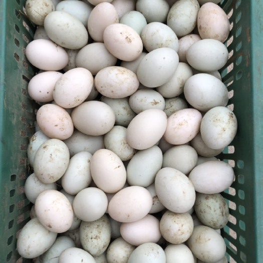 长沙土鸭蛋 食用 箱装
