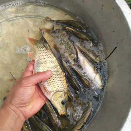 凯里市稻花鱼