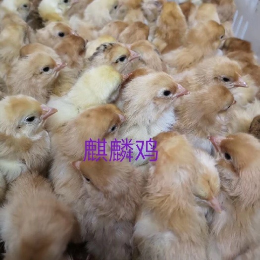 广州 麒麟鸡苗，翻毛鸡苗，卷毛鸡苗。