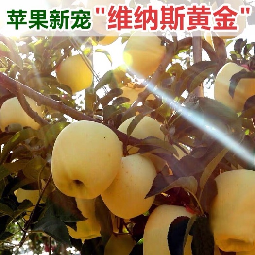 平邑县维娜斯黄金苹果树苗 维纳斯黄金苹果苗，包成活，包结果，品种纯正。
