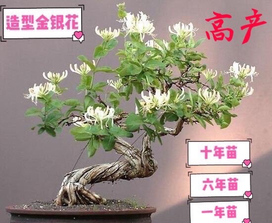 上海树形金银花 造型金银花、地栽盆栽、精美造型！