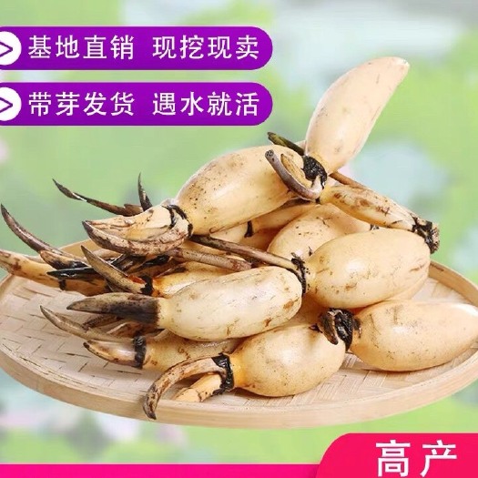 沭阳县 食用深水莲藕种根苗 藕苗 观赏 荷花苗 高产浅水莲藕种苗脆藕