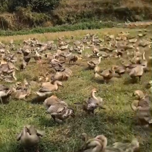 广州狮头鹅苗