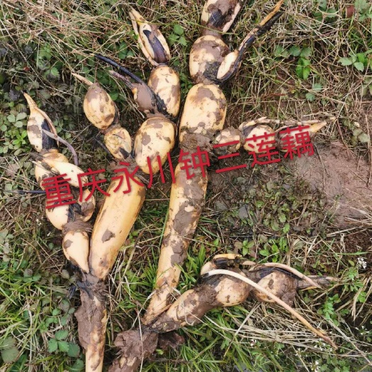鄂莲10号藕苗  鄂莲十号赛珍珠藕种