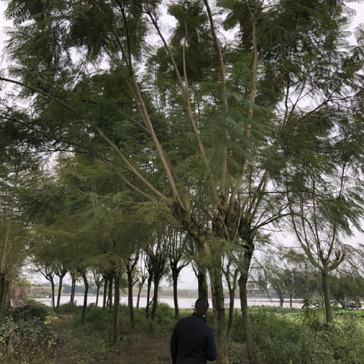 青神县 蓝花楹
