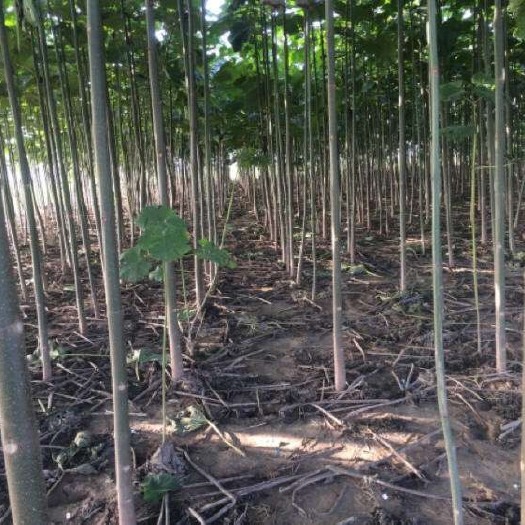  泡桐树苗 种植基地 欢迎咨询