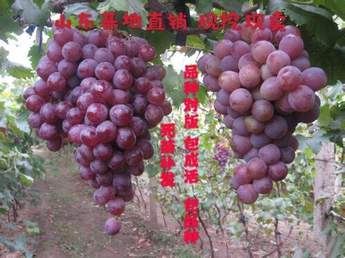 平邑县 葡萄苗巨峰葡萄苗当年挂果苗 南北适宜 包品种  包成活