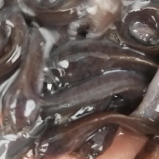 大口鲶鱼苗/南方大口鲶鱼苖