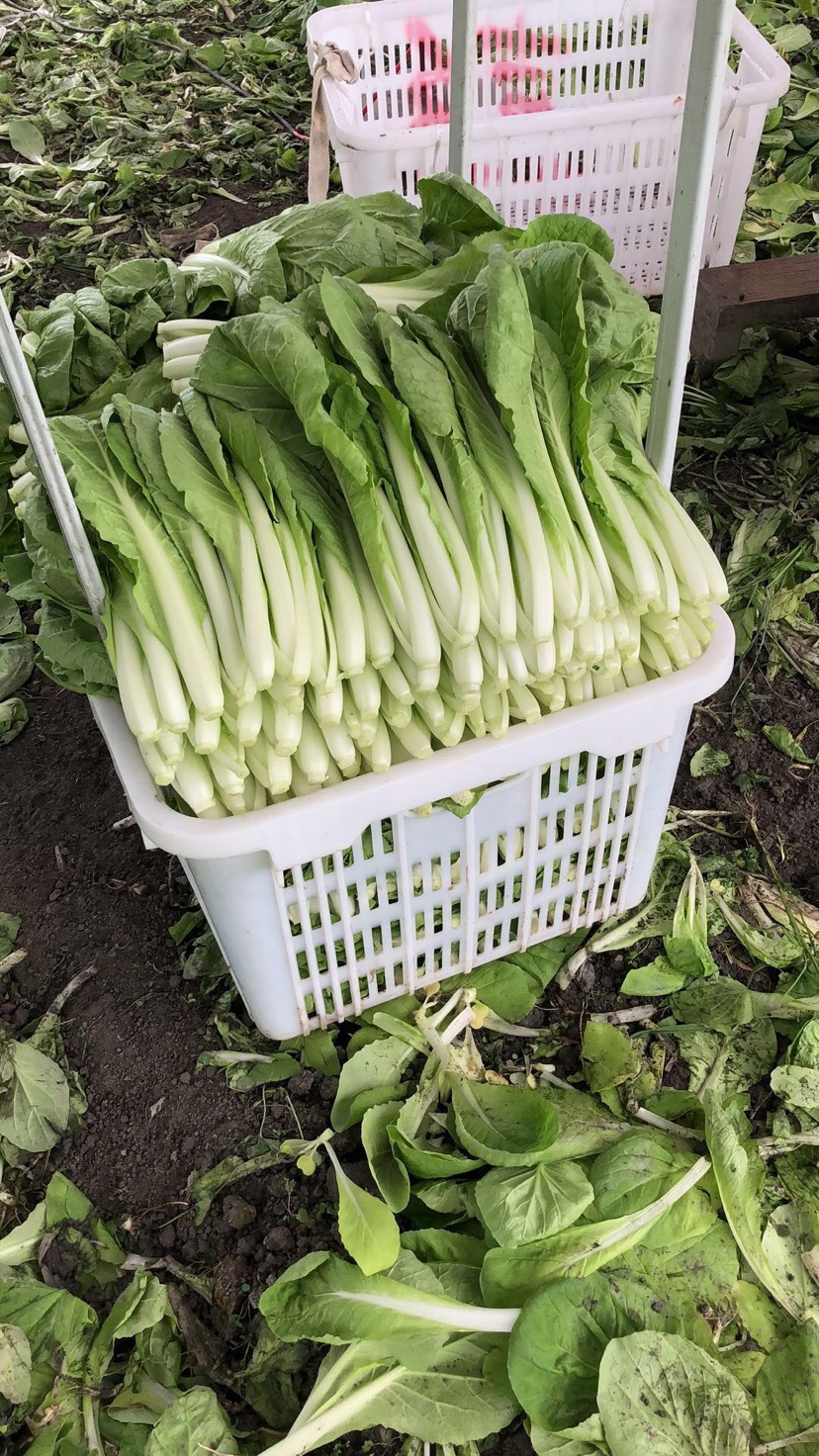 大量出售优质小白菜