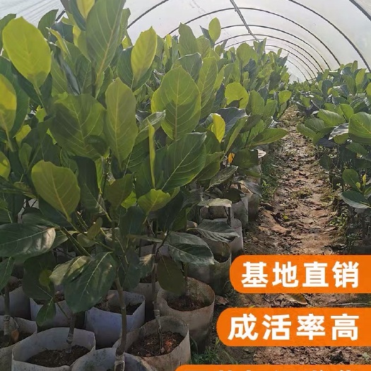 灵山县马来西亚一号菠萝蜜苗 果树苗木菠萝蜜树苗马来西亚一号嫁接菠萝蜜果树四季结果带土带叶