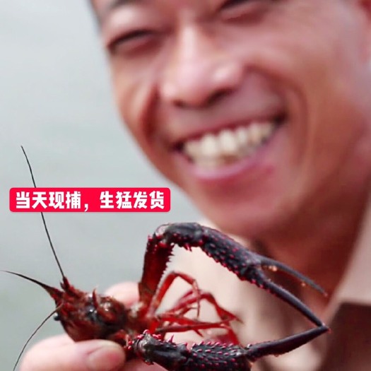 监利市监利小龙虾  湖北小龙虾 酒店餐饮供应 包运费硬规格清水虾稻田虾30斤起
