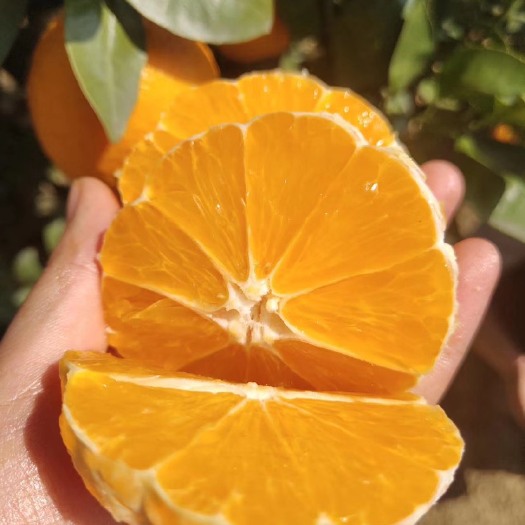 汉源县汉源晚熟黄果柑 黄果柑，日照足，水分足，味甜