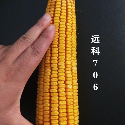  远科706，新疆百庄农业科技有限公司平均亩产1500公斤