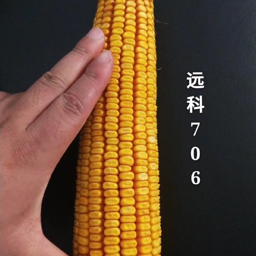 塔城市 远科706，新疆百庄农业科技有限公司平均亩产1500公斤