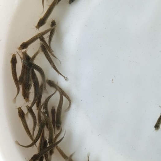 高州市青色泥鳅苗/量大从优/全国包邮