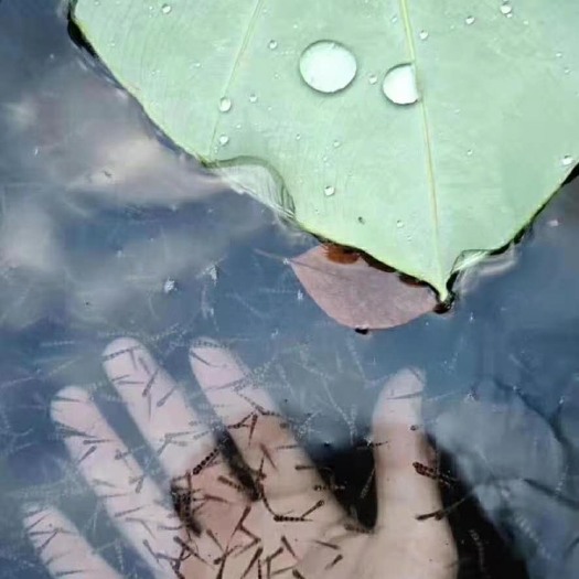 高州市淡水石斑鱼苗  淡水石斑苗