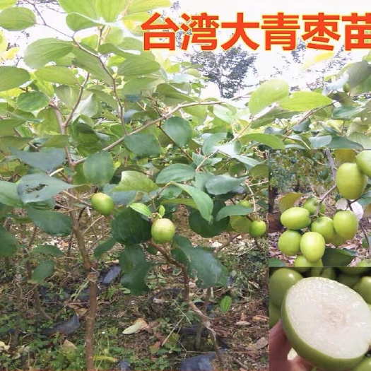 灵山县嫁接大青枣苗树苗盆栽地栽四季结果枣树苗南方种植当年结果