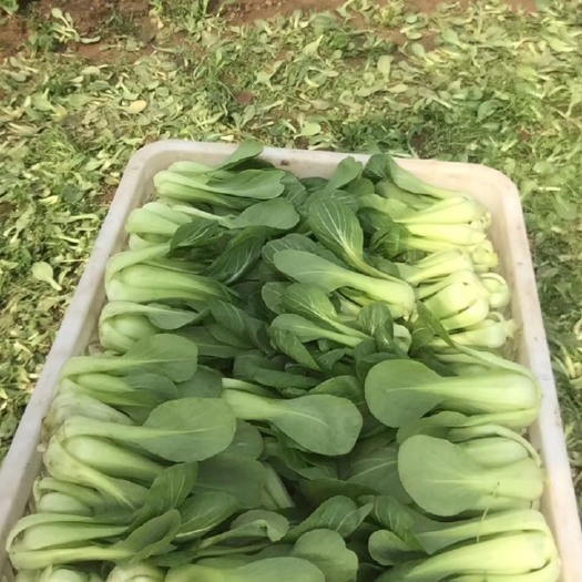荥阳市上海青 10~15cm