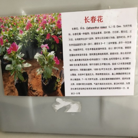 长春花种子