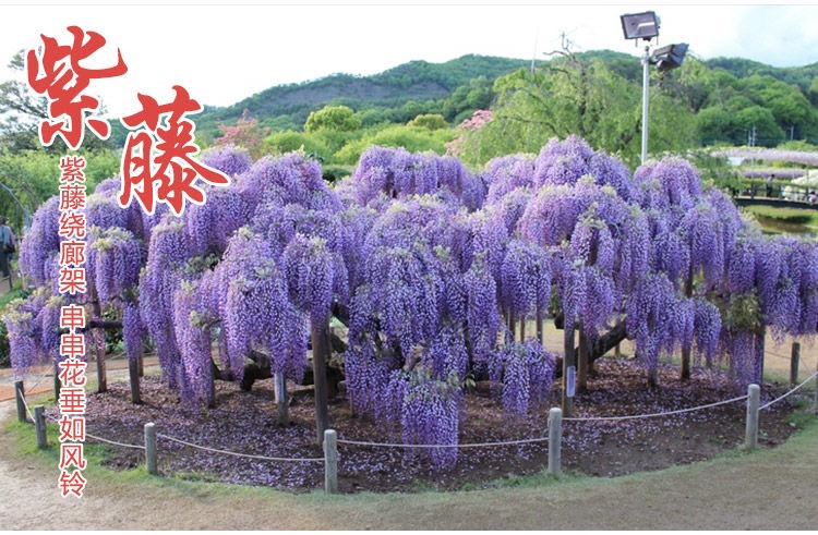 多花紫藤   紫藤花树苗爬藤植物阳台庭院围墙四季开花盆栽绿植花卉攀援紫