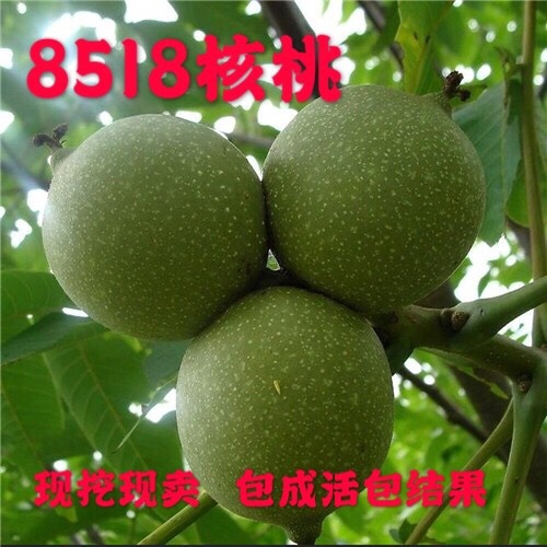 平邑县 核桃苗8518嫁接苗薄皮核桃树幼苗 南北适宜 当年结果