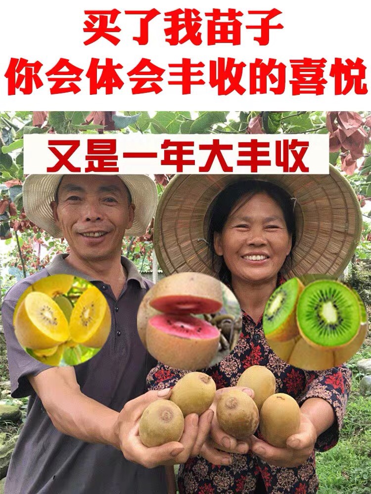 平邑县软枣猕猴桃苗 嫁接苗