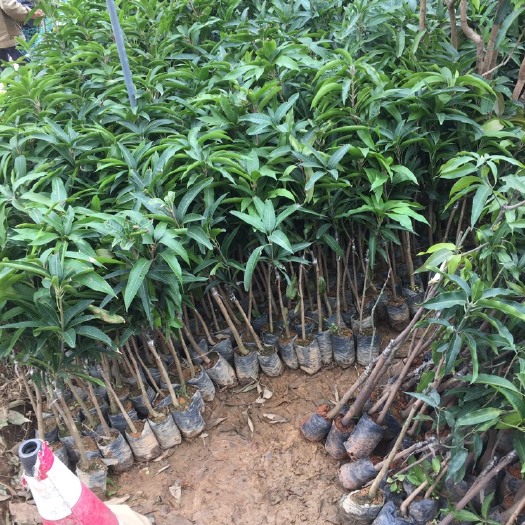 元阳县贵妃芒果苗