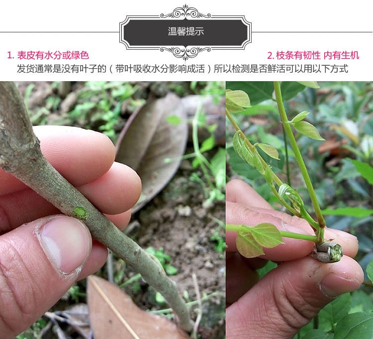 多花紫藤   紫藤花树苗爬藤植物阳台庭院围墙四季开花盆栽绿植花卉攀援紫