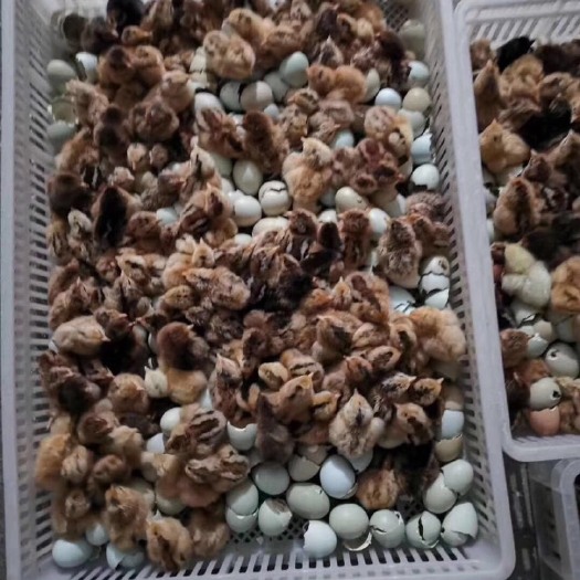 广州 麻羽高产绿壳蛋鸡苗 麻羽绿蛋 绿壳率高95%