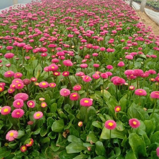青州市雏菊