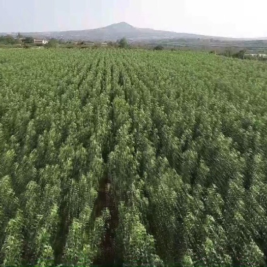 乾县红富士苹果苗 0.5~1米