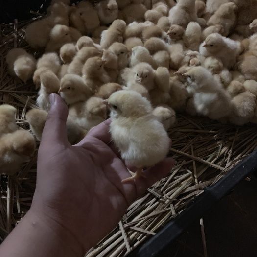 玉林三黄鸡苗 三黄鸡项，可打疫苗，中三黄鸡项苗，大三黄鸡项苗。诚信经营