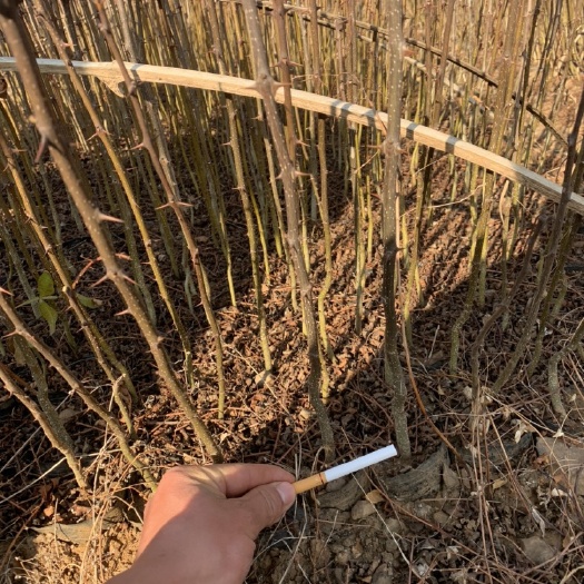 昭通大红袍花椒苗  花椒苗  贡椒苗 青花椒苗