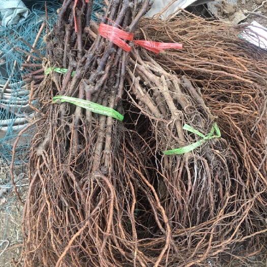 徐州巨峰葡萄苗
