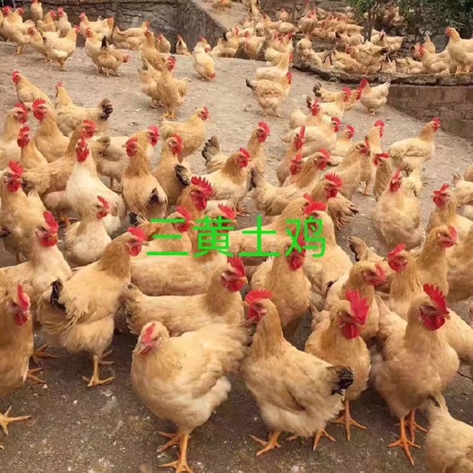 广州三黄鸡苗 母