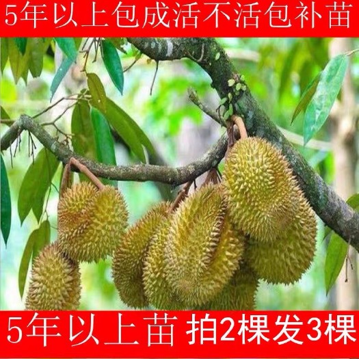 灵山县金枕榴莲苗  正宗嫁接榴莲树苗南方芒果苗猫山王金枕头泰国榴莲苗南方北方种植