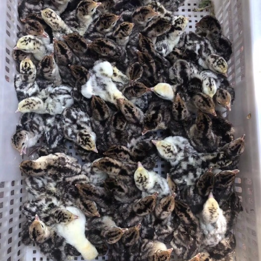 广州 火鸡苗 青铜火鸡苗 大厂直销质量保证