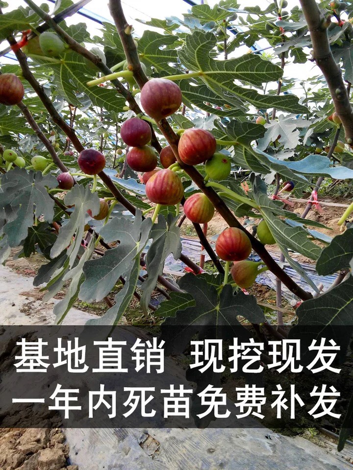  無花果苗 波姬紅無花果苗地栽盆栽當(dāng)年結(jié)果 南北適宜