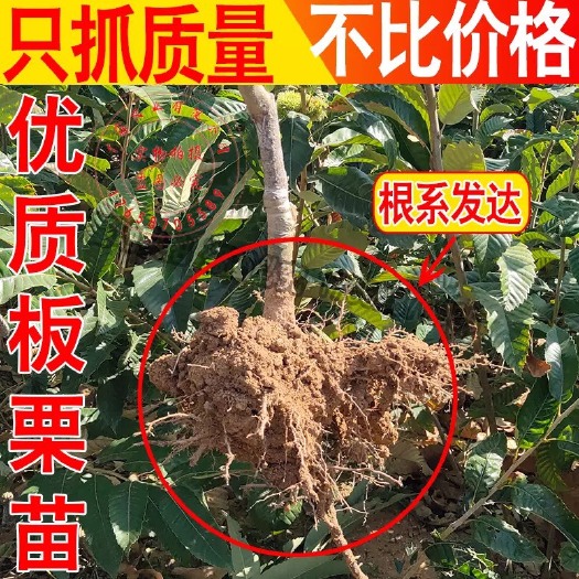 平邑县大红袍板栗苗 嫁接苗 1~1.5米
