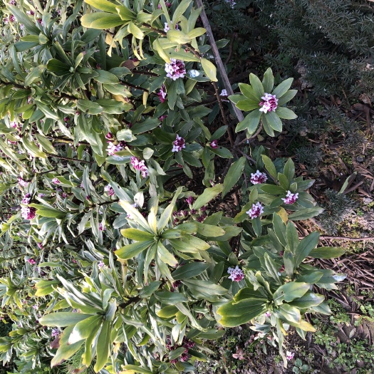 汉中金边瑞香 4-5年苗，根系发达，易活