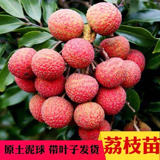 灵山县妃子笑荔枝苗  荔枝树苗 妃子笑嫁接树苗包邮 桂味荔枝果苗盆栽庭院地栽南方种