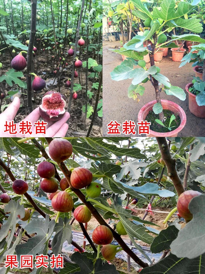  無花果苗 波姬紅無花果苗地栽盆栽當(dāng)年結(jié)果 南北適宜