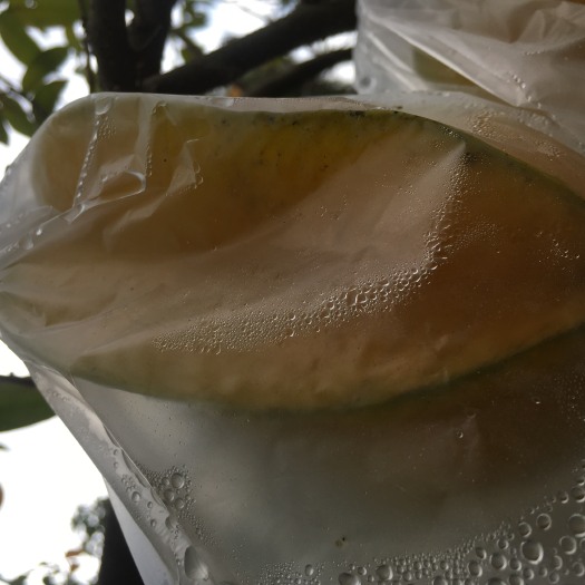 广州 农家杨桃，口味酸甜多汁，无化学添加。
