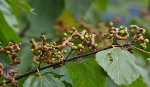 灵山县万寿菊苗 正品嫁接苗