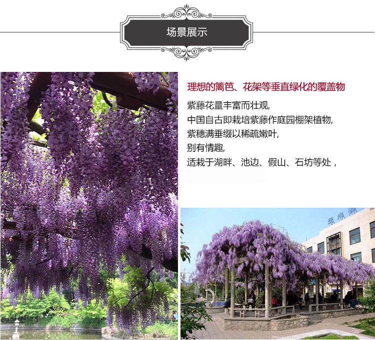 多花紫藤   紫藤花树苗爬藤植物阳台庭院围墙四季开花盆栽绿植花卉攀援紫