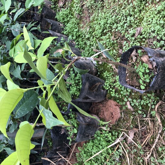灵山县黑糖芭比莲雾苗 莲雾嫁接苗