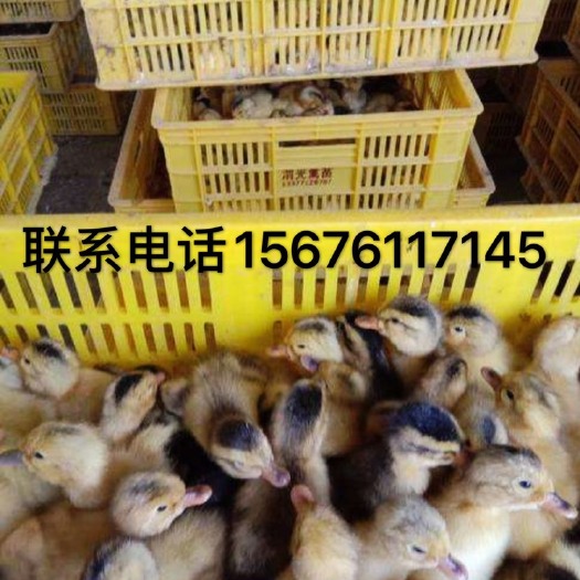 南宁 大种杂交鸭苗！中种杂交鸭苗！番鸭苗等各类鸭苗出售！