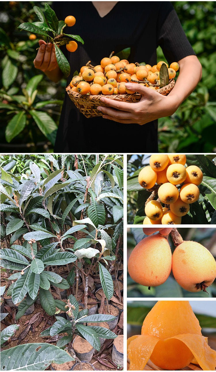 枇杷苗嫁接枇杷树苗盆栽地栽南方北方种植果树苗当年结果