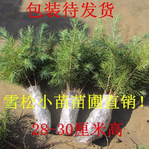 沭阳县雪松苗 免费包邮全部现挖现卖