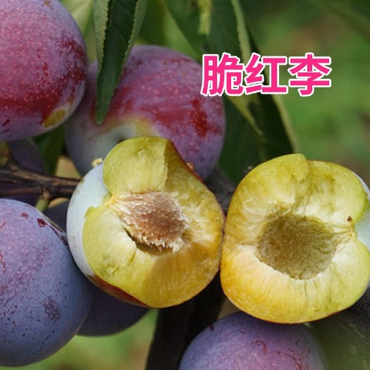  李子樹(shù)苗  脆紅李子苗黑布林 三華李 當(dāng)年掛果 南北適宜